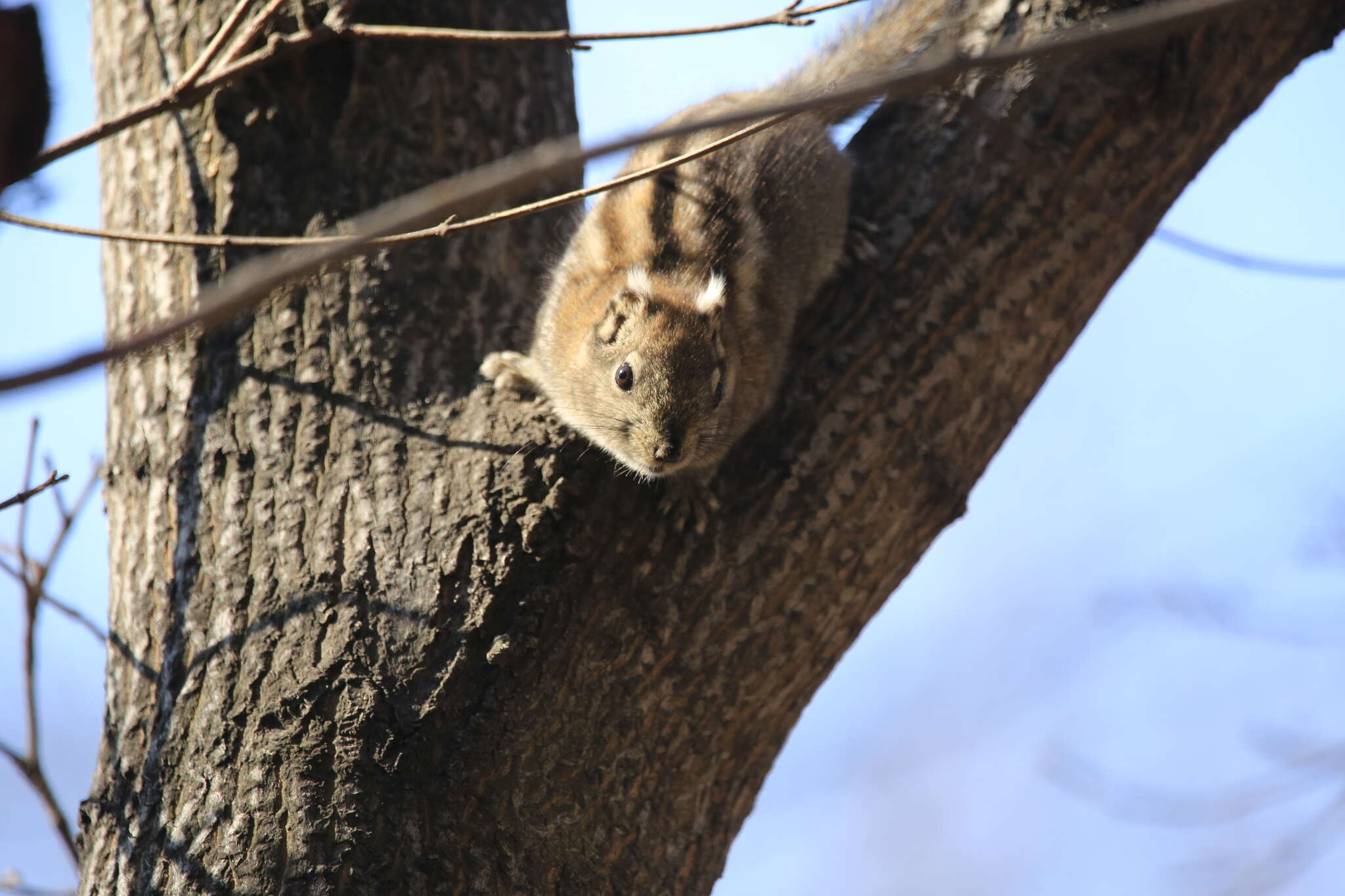 Image of Swinhoe's Striped Squirrel