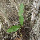 Image of Anthurium schlechtendalii subsp. schlechtendalii