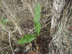 Image of Anthurium schlechtendalii subsp. schlechtendalii