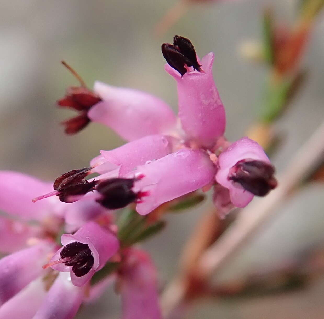 Image of Erica rosacea subsp. rosacea