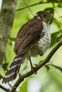 Image of Barred Forest Falcon