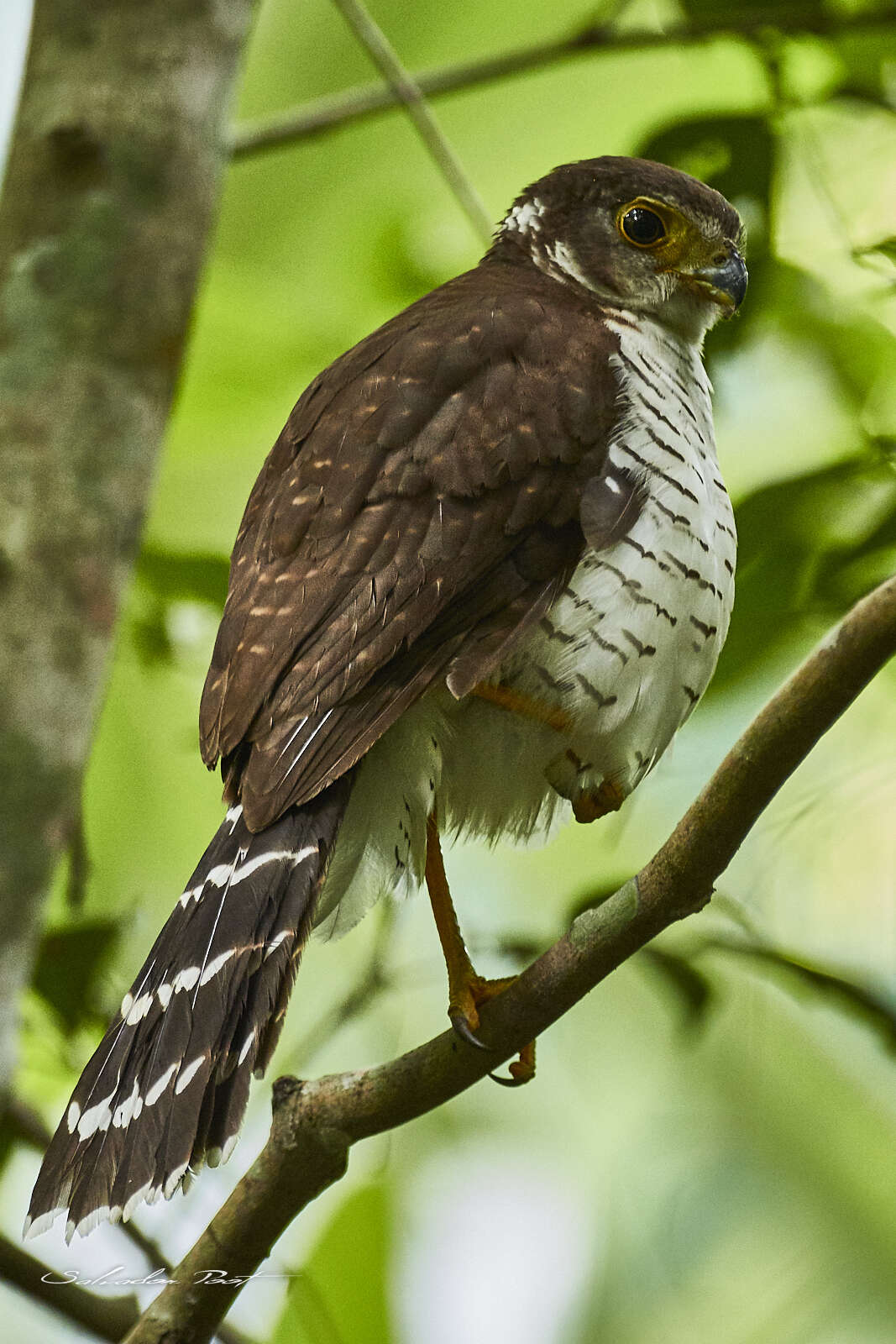 Image of Barred Forest Falcon