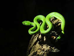 Image of Trimeresurus rubeus (Malhotra, Thorpe, Mrinalini & Stuart 2011)