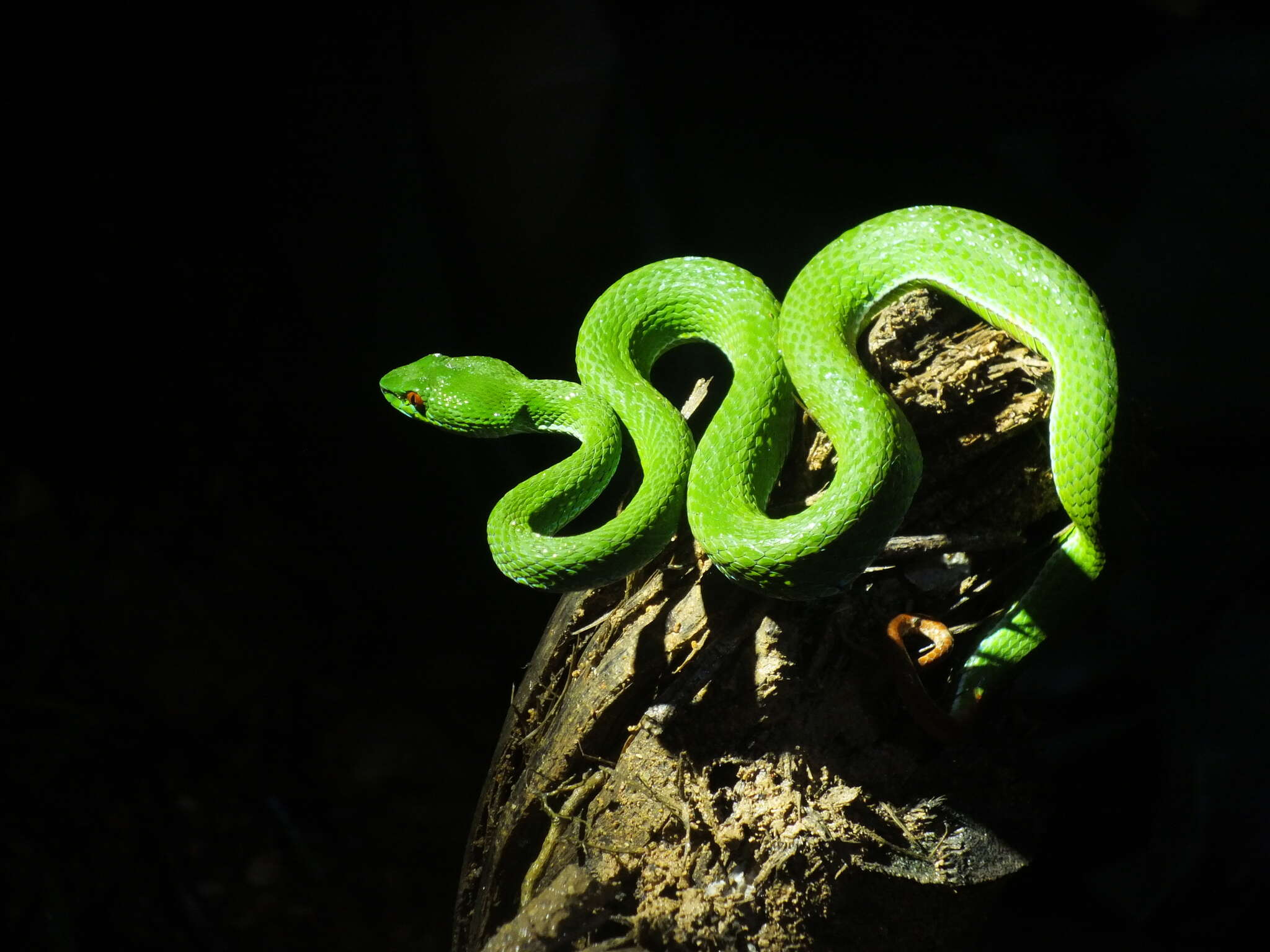 Image of Trimeresurus rubeus (Malhotra, Thorpe, Mrinalini & Stuart 2011)