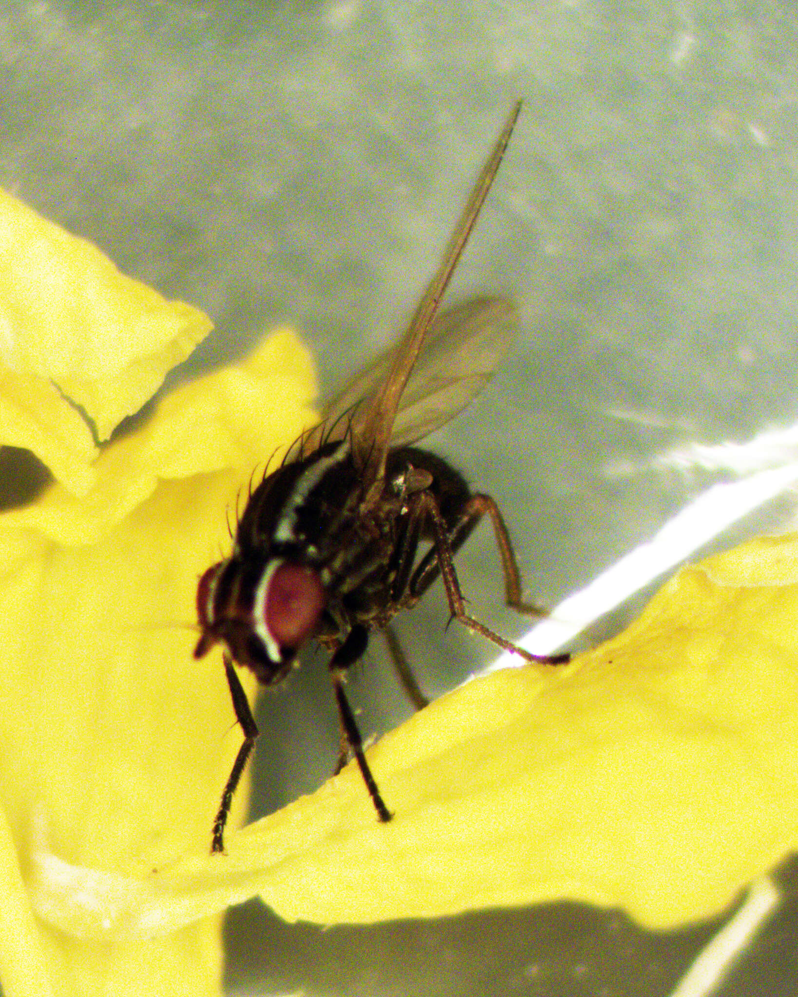 Image of Poecilohetaerus aquilus Schneider 1991