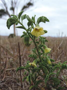 Plancia ëd Physalis viscosa L.