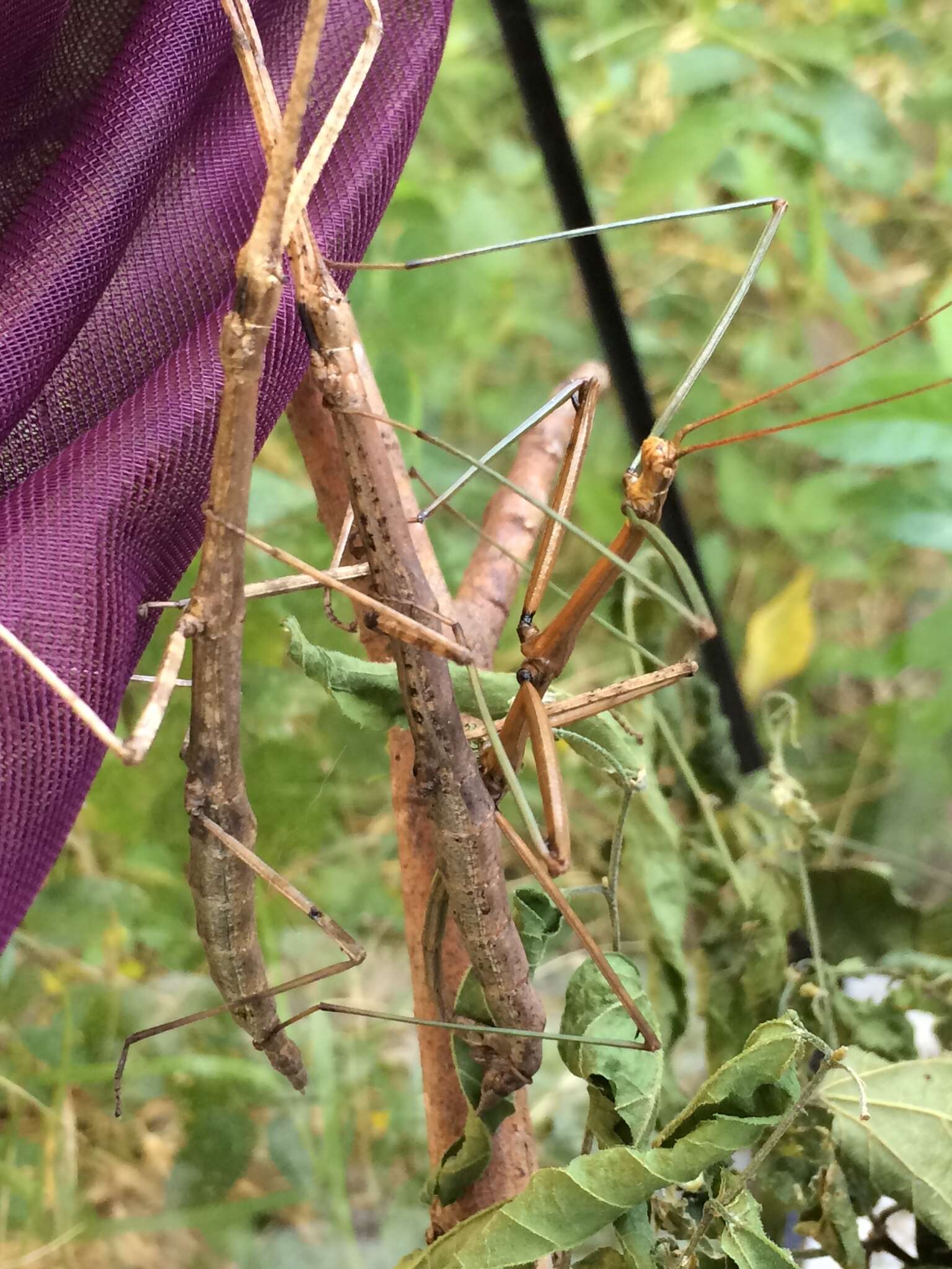 Image of Tamaulipan Walkingstick