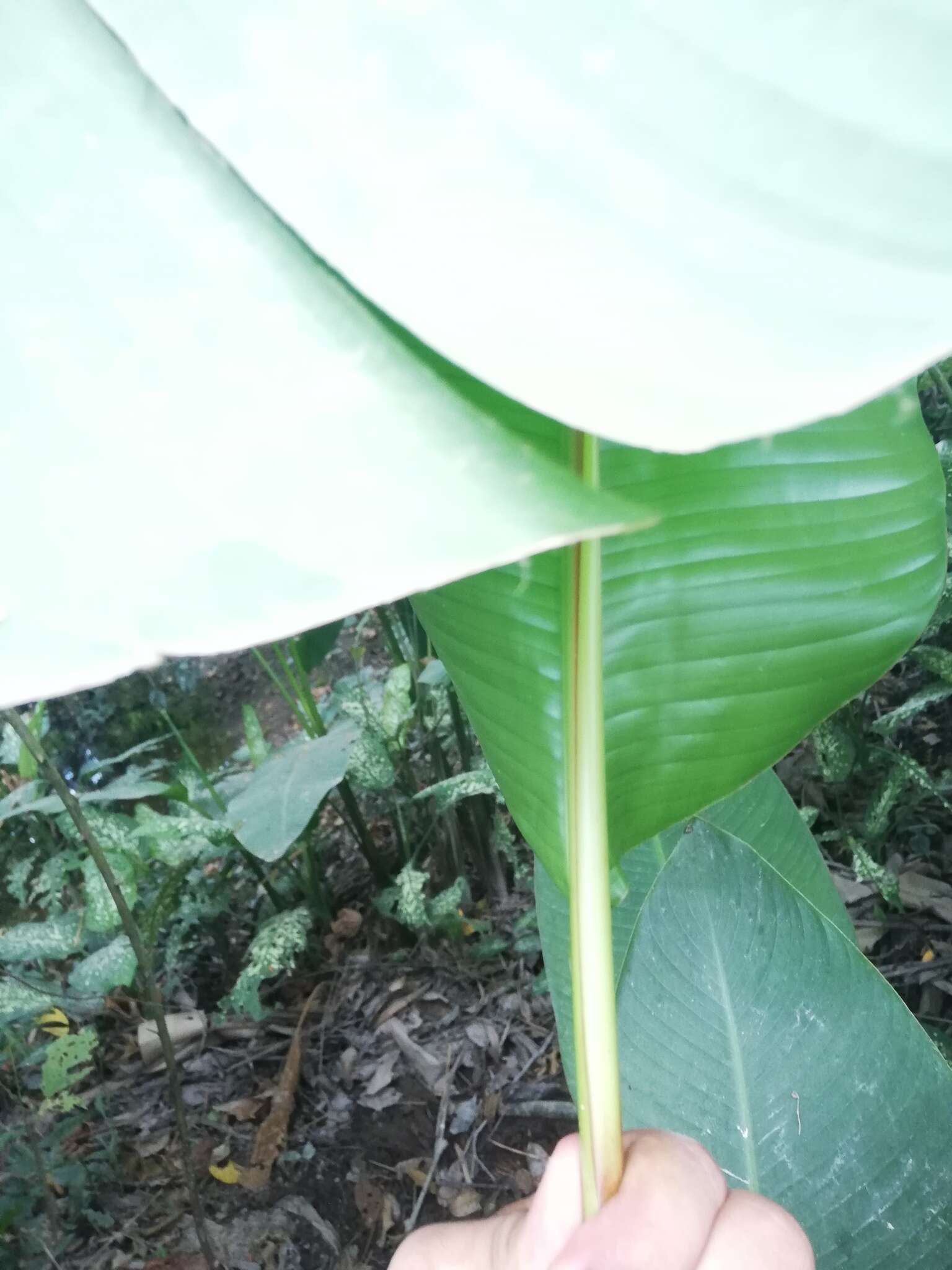 Image of Heliconia episcopalis Vell.