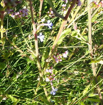 Image of Senecio agapetes C. Jeffrey