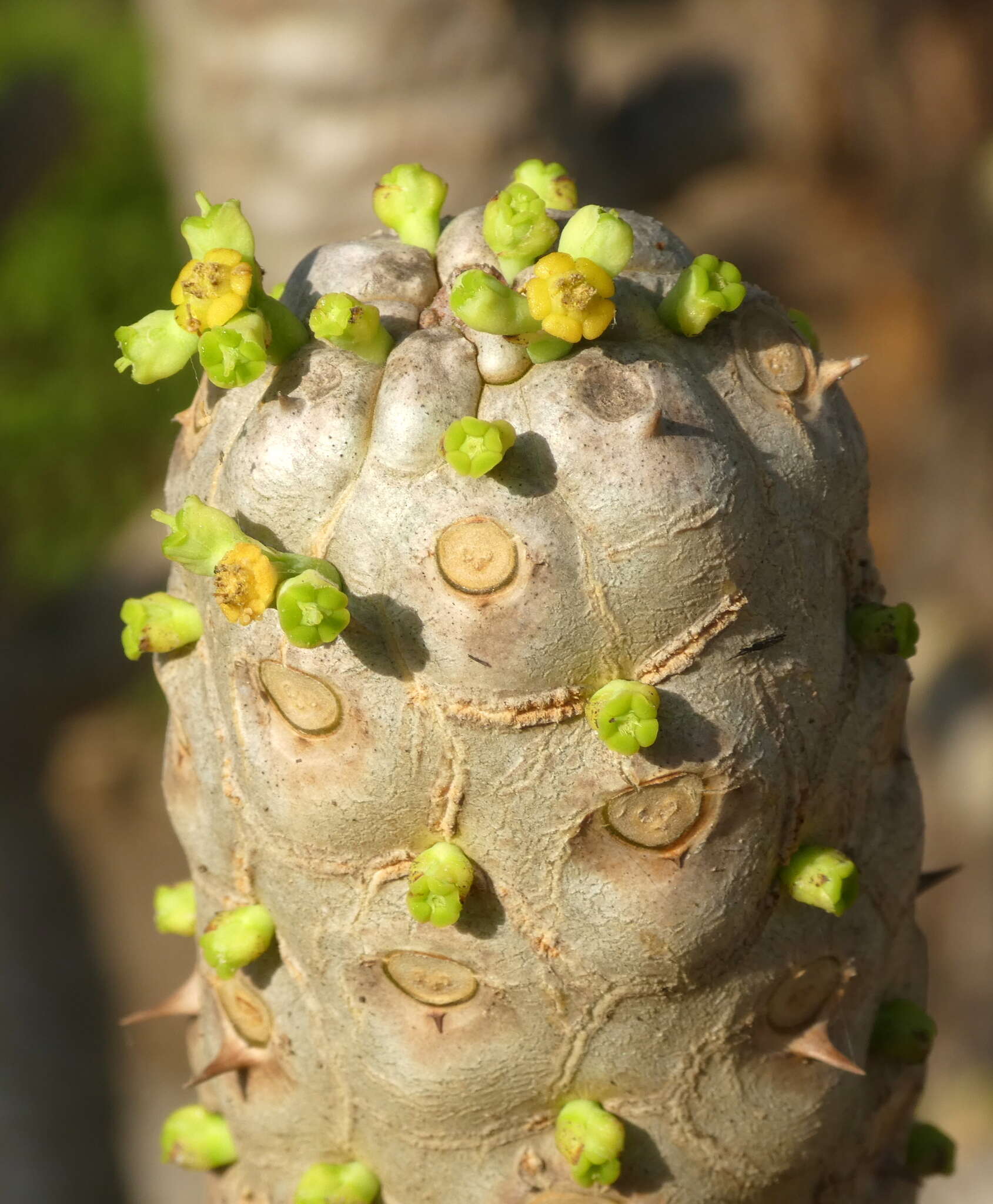 Слика од Euphorbia poissonii Pax