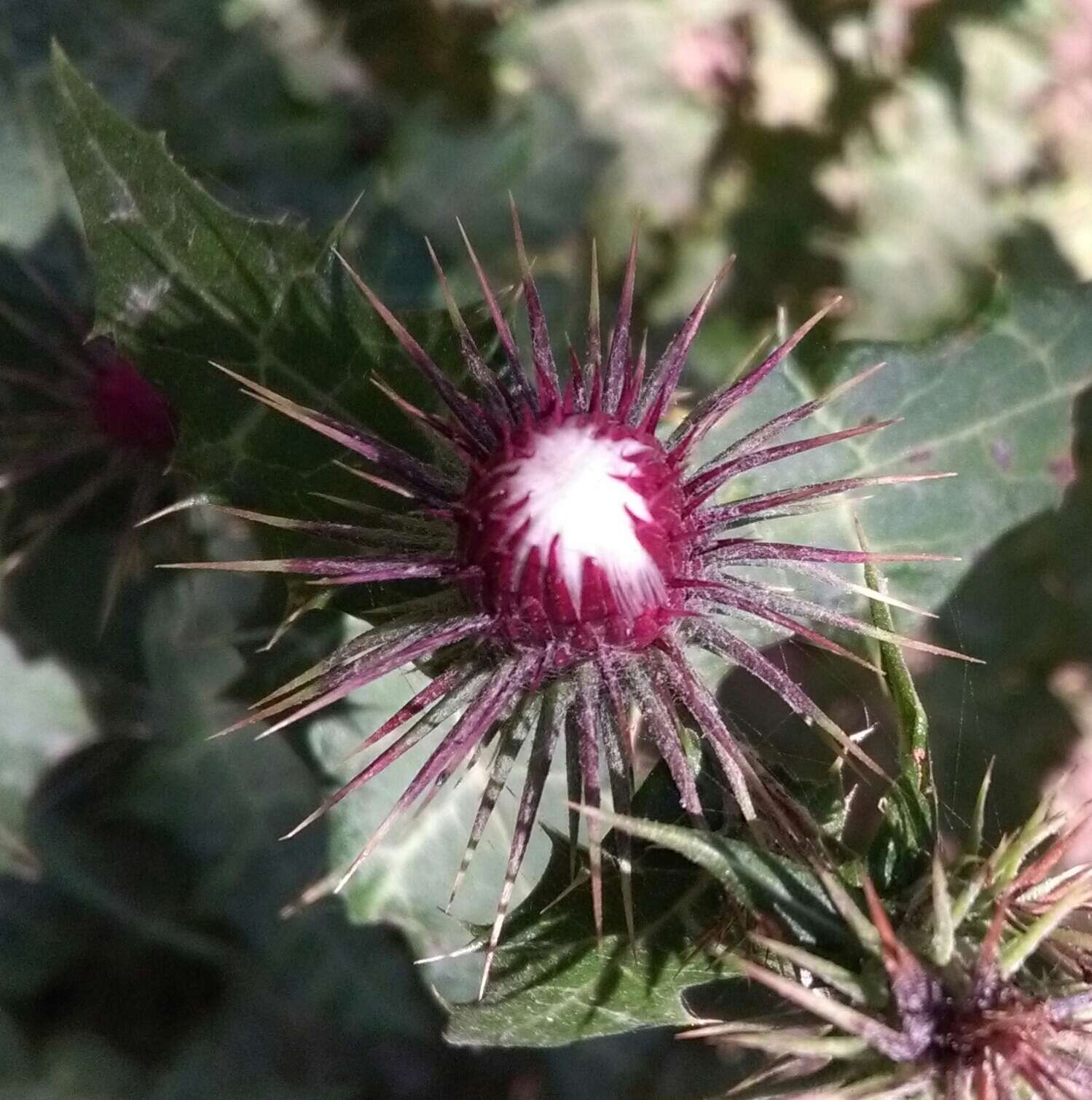 Plancia ëd Ptilostemon strictus (Ten.) W. Greuter