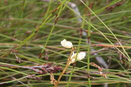 Image of Gastrodia lacista D. L. Jones