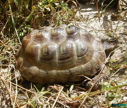 Image of Afghan Tortoise