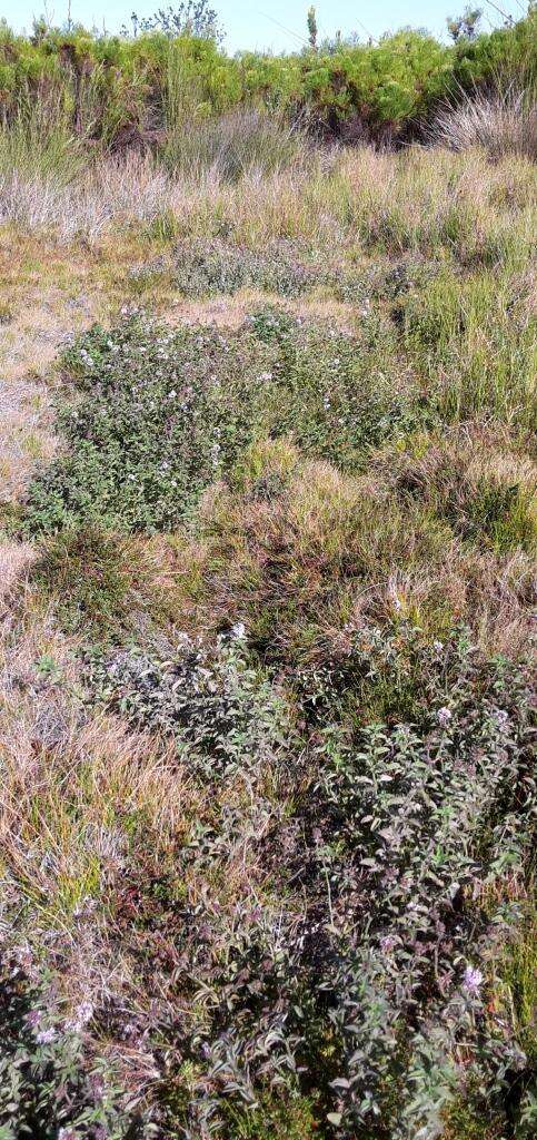 Image of Mentha longifolia subsp. capensis (Thunb.) Briq.