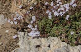 Image of Limonium minutum (L.) Chaz.