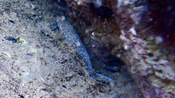 Image of Sarato's Goby