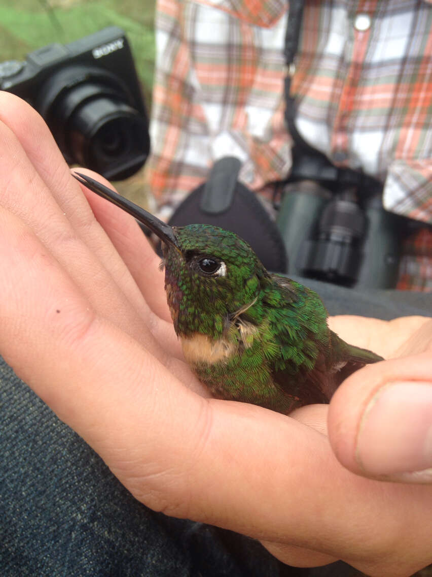 Image of Amethyst-throated Sunangel