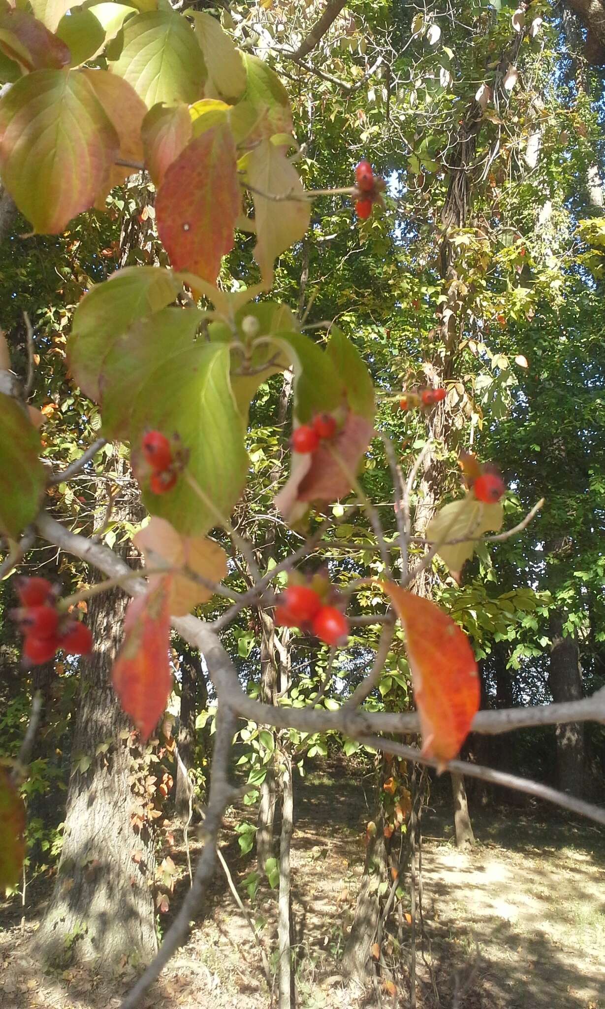 Image of flowering dogwood