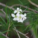 Image de Heliophila macrosperma Burch. ex DC.