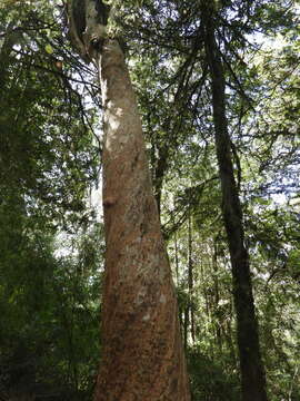 Image of Amomyrtus meli (Phil.) D. Legrand & Kausel