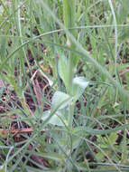 Слика од Tragopogon dubius Scop.