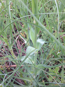 Image of yellow salsify