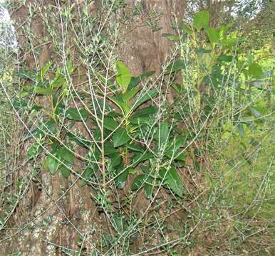 Imagem de Ficus macrophylla Desf.