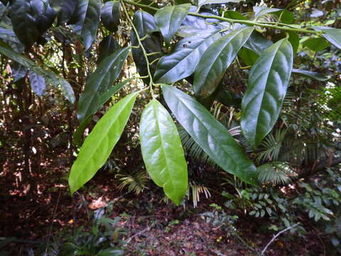 Image of Apodytes brachystylis F. Muell.