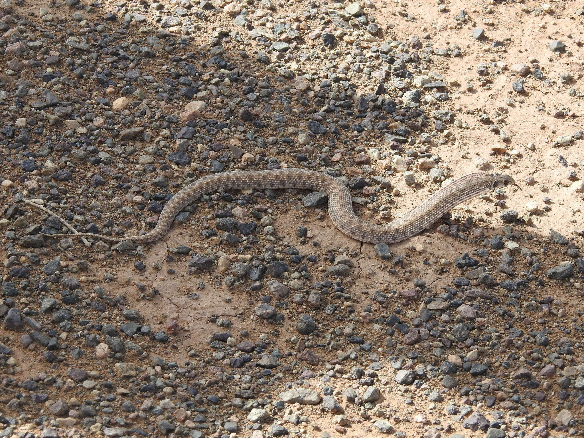 Image of Moila Snake