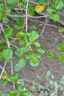 Plancia ëd Spirotecoma spiralis (C. Wright) Pichon