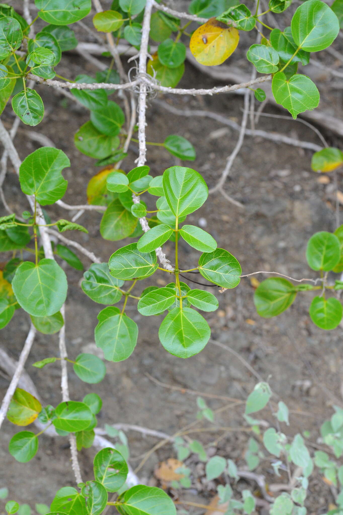 Plancia ëd Spirotecoma spiralis (C. Wright) Pichon