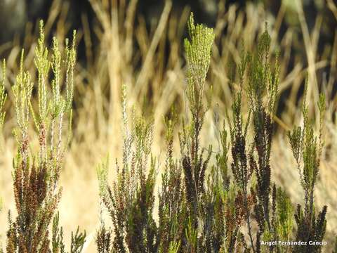 Image of green heather