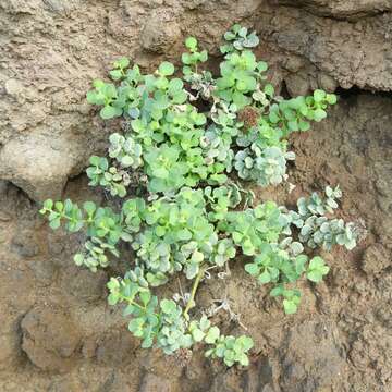 Plancia ëd Polycarpaea carnosa C. Sm.