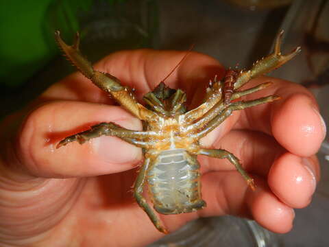 Image of Leach's squat lobster