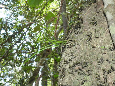 Dendrobium bowmanii Benth. resmi