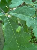 Image of Taphrina caerulescens (Desm. & Mont.) Tul. 1866