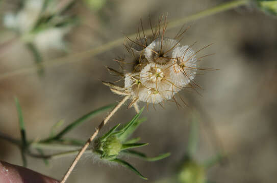 Image of Lomelosia argentea (L.) W. Greuter & Burdet