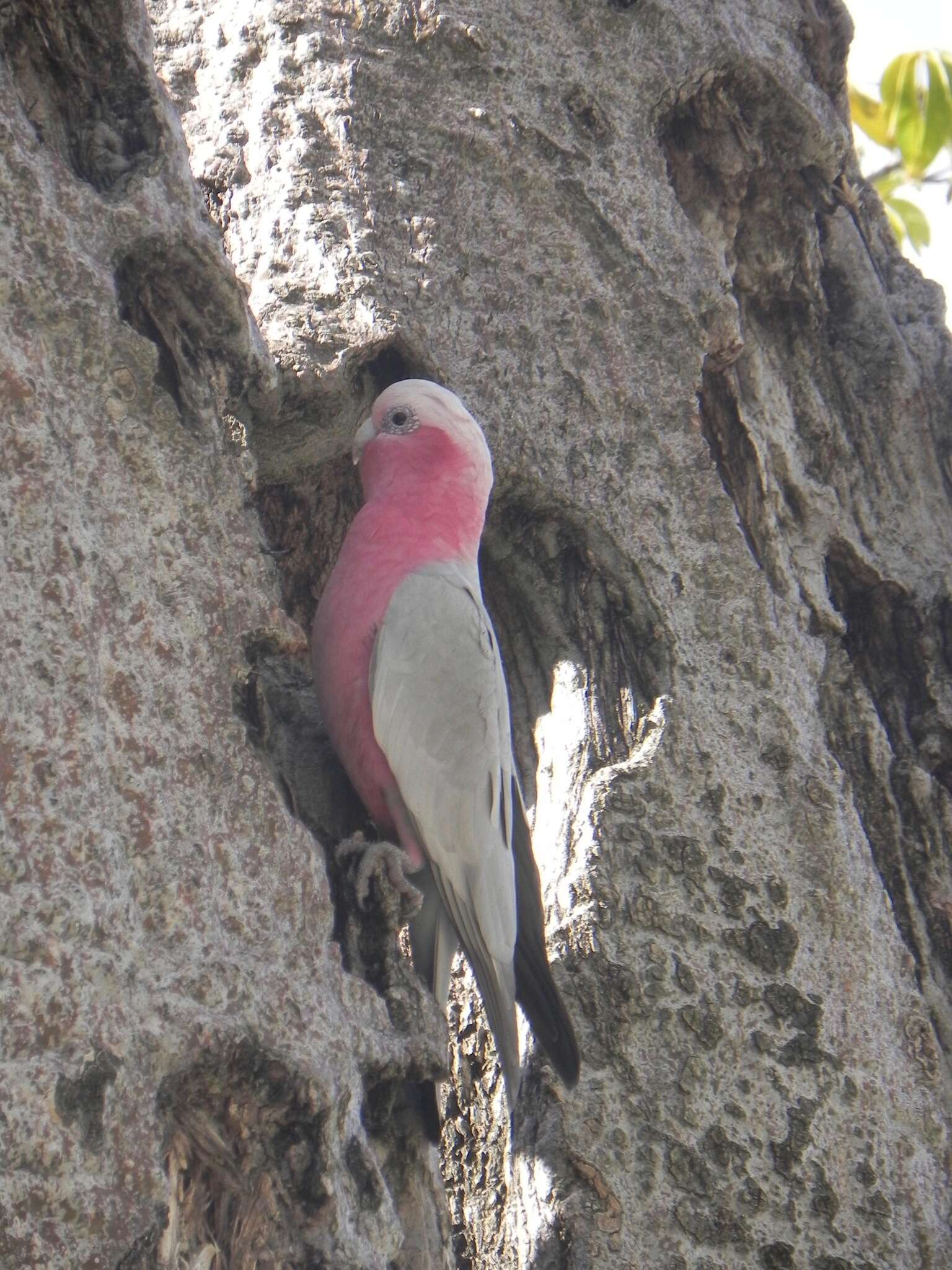 Eolophus roseicapilla roseicapilla (Vieillot 1817) resmi