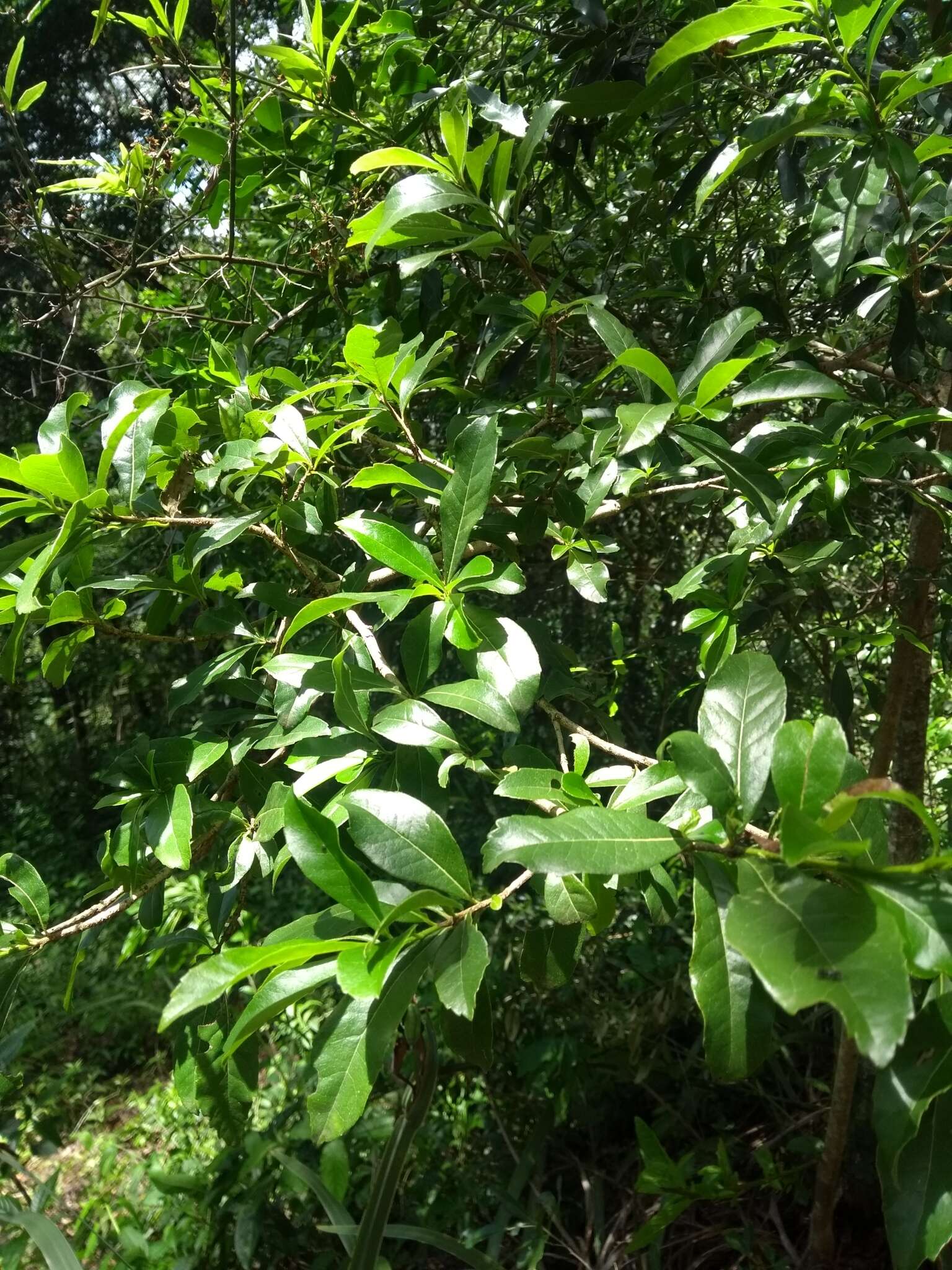 Image of Cordia americana (L.) Gottschling & J. S. Mill.