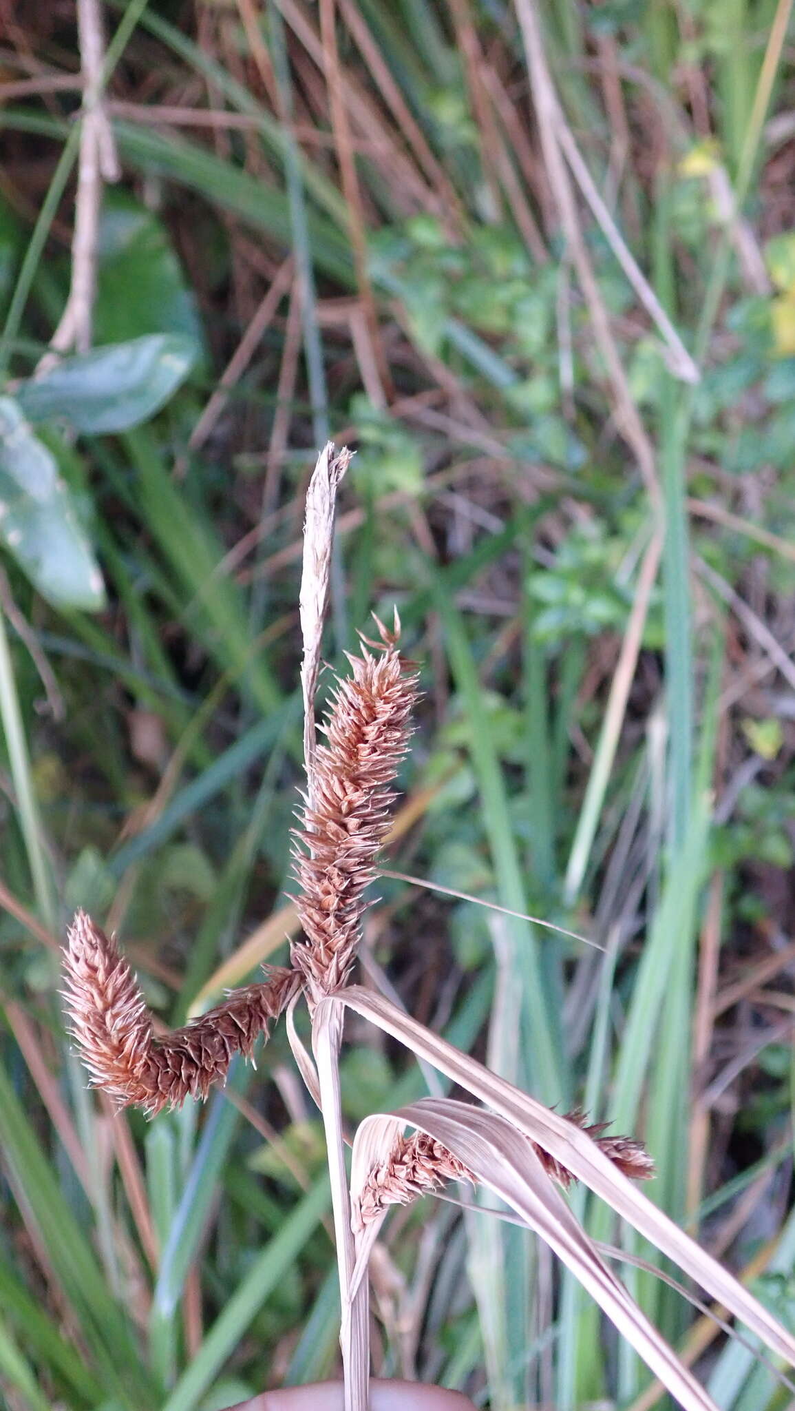 Imagem de Carex clavata Thunb.