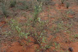 Hermannia burchellii (Sweet) Verdoorn的圖片