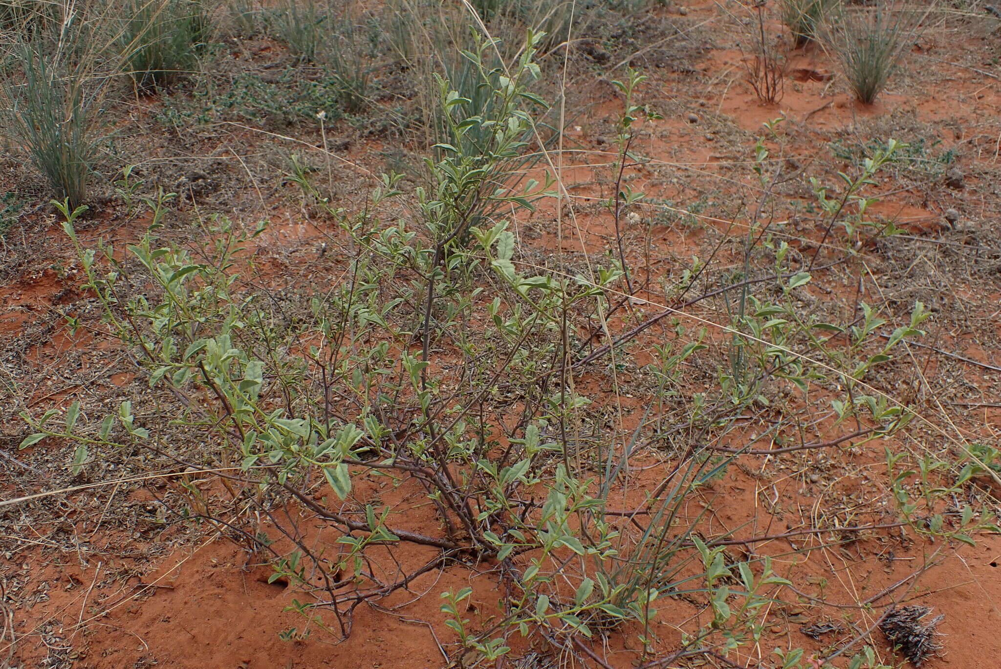 Hermannia burchellii (Sweet) Verdoorn的圖片