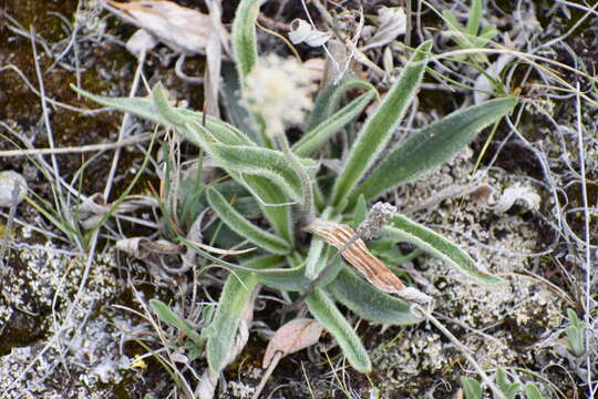 Image of gray pubescent plantain