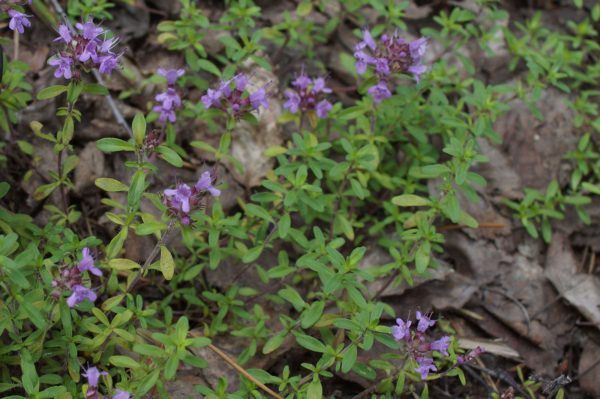 Слика од Thymus serpyllum L.