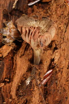 Image of Entoloma cuboideum Hesler 1967