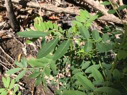 Image of Senna acclinis (F. Muell.) Randell