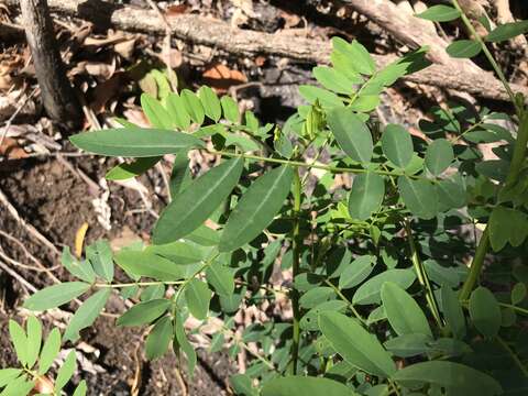 Image of Senna acclinis (F. Muell.) Randell