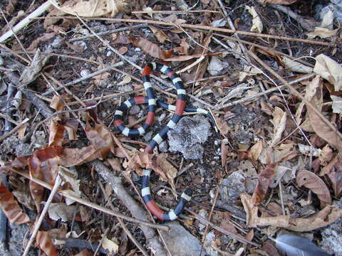 Image of Balsan Coral Snake