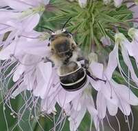 Image of Anthophora walshii Cresson 1869