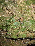 Image of Serracutisoma inerme (Mello-Leitão 1927)